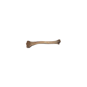 Bone PNG-46838